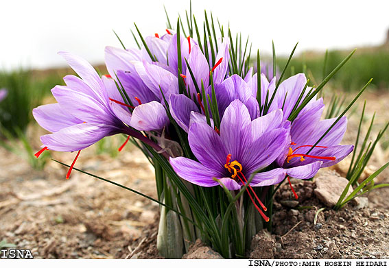 Crocus Sativus