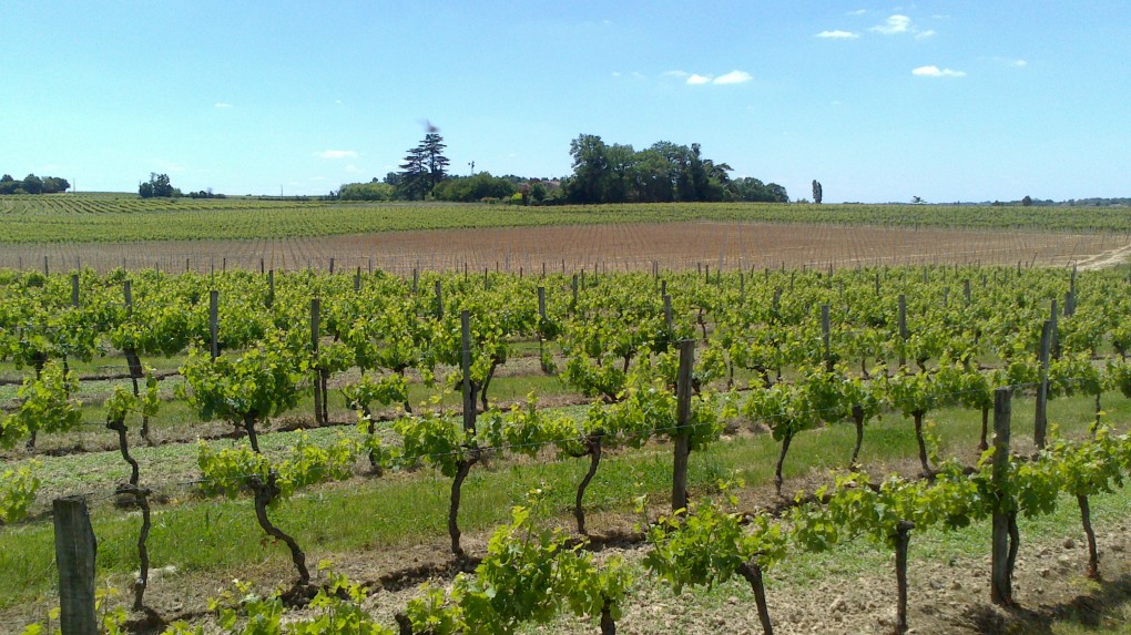 Vignoble